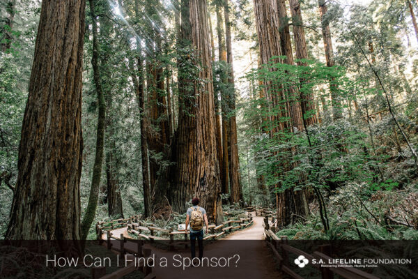 Tall forest trees with the caption 'How can I find a sponsor?'